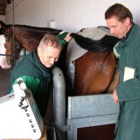 Tierarzt, Pferde