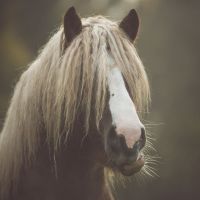 Tierarzt, Pferde